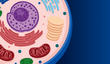 AFM Captures Dynamic Nuclear Pore Complex