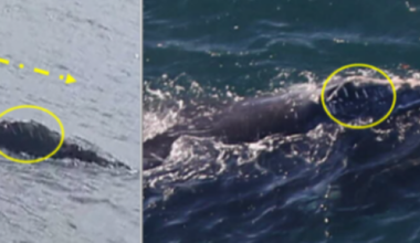 Rare whale spotted off Donegal last year makes 4,500km journey to Boston