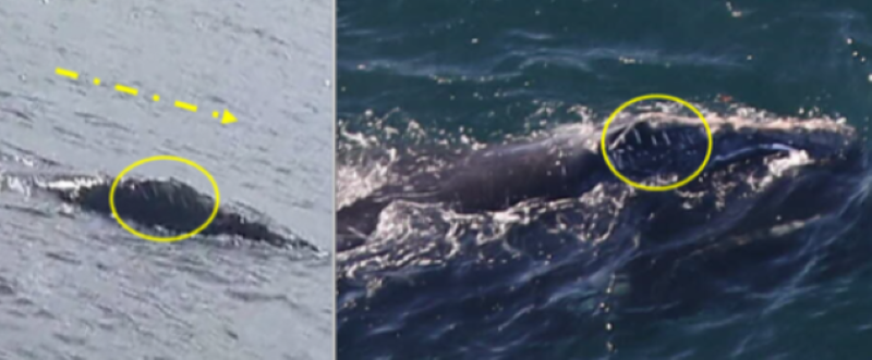 Rare whale spotted off Donegal last year makes 4,500km journey to Boston