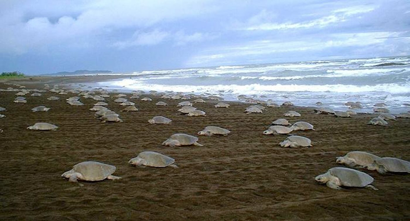 1 Million Turtle Nests Counted on India's Coast– 'Crazy High' Number is 10x More Than Decades Ago