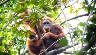Sumatran flood disaster may have wiped out key Tapanuli orangutan population