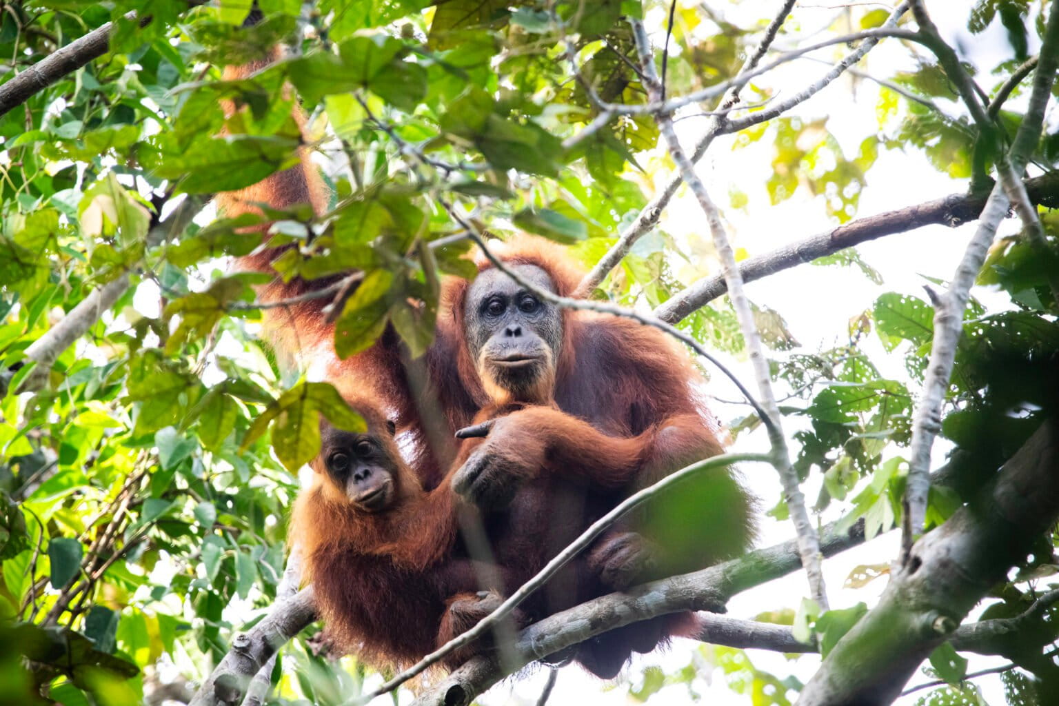 Sumatran flood disaster may have wiped out key Tapanuli orangutan population