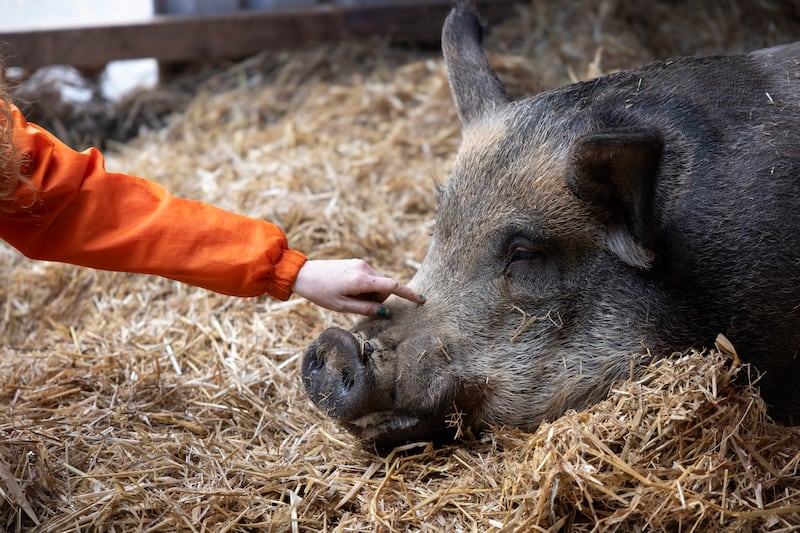 'Troy' at My Lovely Pig Rescue in Kildare. Photograph: Chris Maddaloni