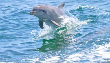 Dead dolphin found on Carlow river bank believed to have been pursuing fish – The Irish Times