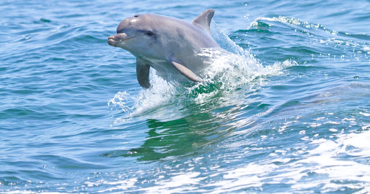 Dead dolphin found on Carlow river bank believed to have been pursuing fish – The Irish Times