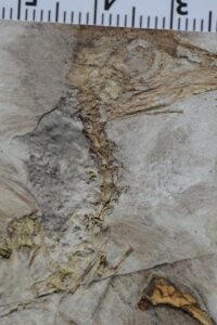 new dinosaur species