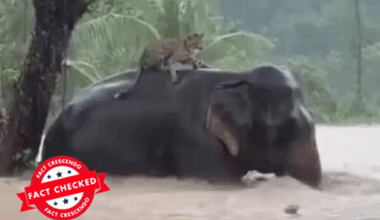 A leopard climbing on top of an elephant to escape the floods in Sri Lanka? Find out the truth... - Fact Crescendo Sri Lanka English