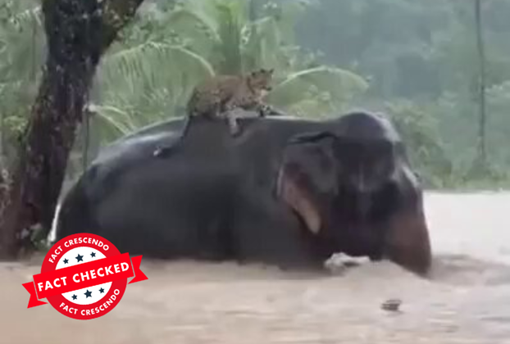 A leopard climbing on top of an elephant to escape the floods in Sri Lanka? Find out the truth... - Fact Crescendo Sri Lanka English