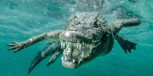 Saltwater Crocodile Has the Strongest Bite in the Animal Kingdom