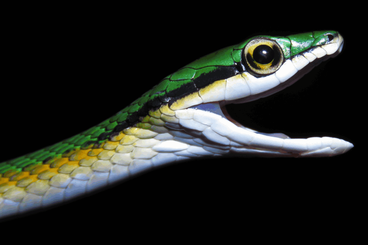 Top new species from 2025