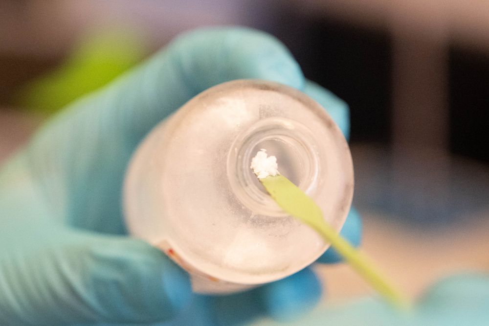 The Rockefeller University » Intriguing science discoveries of 2025