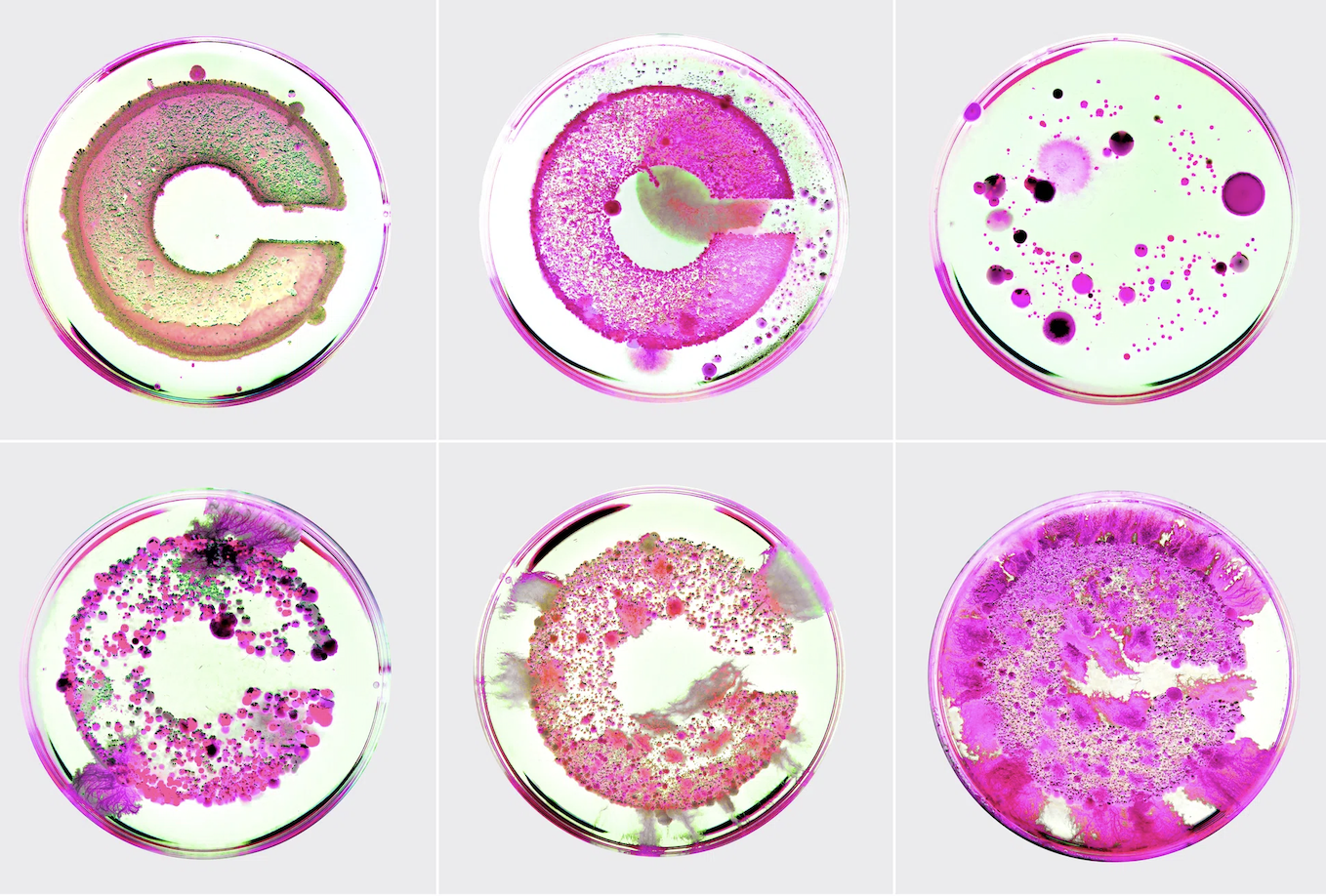 A grid of six petri dishes displays vibrant pink and green bacterial cultures grown to form the letter "C" in various states of bloom.