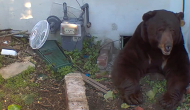 Homeowner Stunned to Find Massive Bear Secretly Living in His California Home