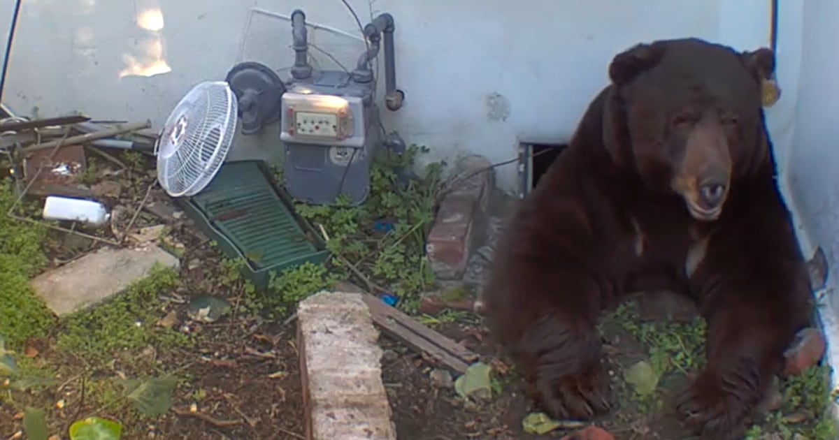 Homeowner Stunned to Find Massive Bear Secretly Living in His California Home