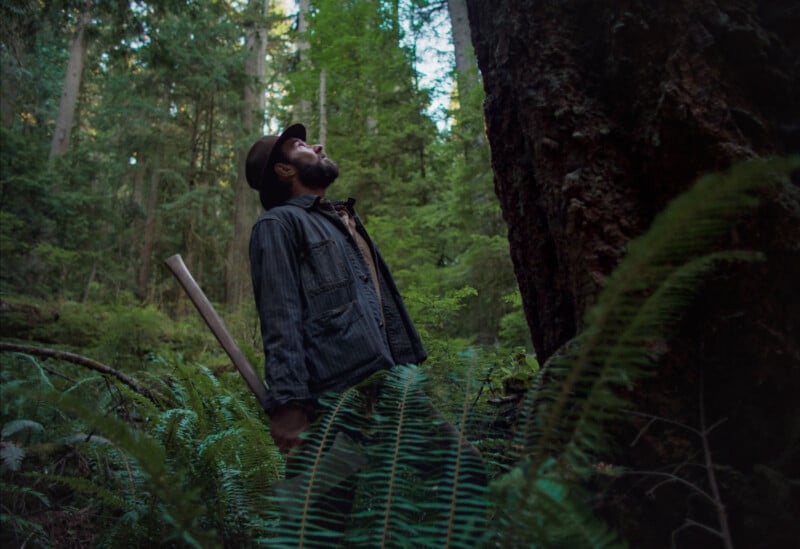 A man in a hat and striped jacket stands in a lush forest, holding an axe and gazing upward at a tall tree surrounded by green ferns and dense foliage.