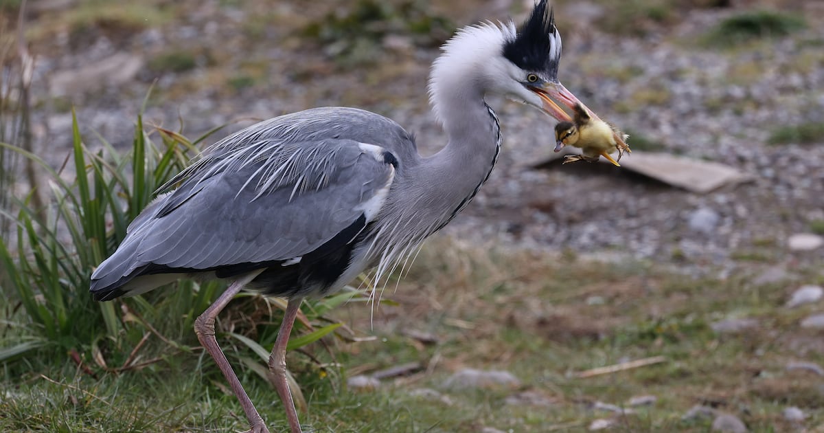 Advisers concerned by lack of funding commitment for nature restoration plan – The Irish Times