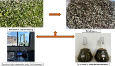 Researchers discover potent anticancer properties in little-known indigenous herb from Meghalaya