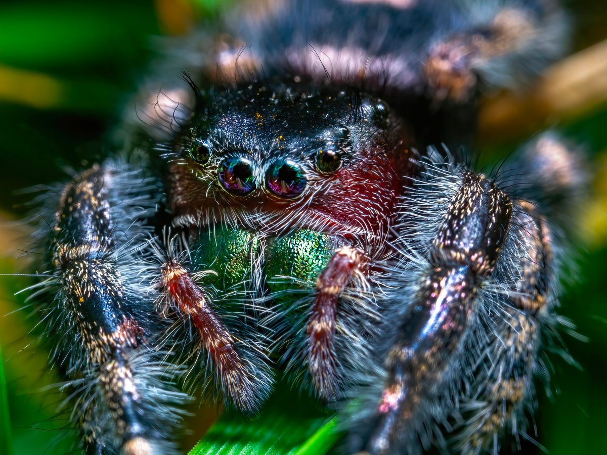 Why do spiders have 8 eyes?