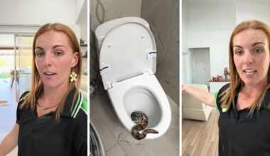 woman finds surprise in bathroom (l) snake in toilet (c) woman shares bathroom scare (r)