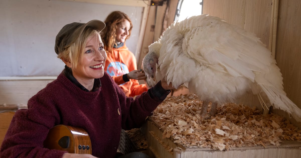 Cathy Davey sings to turkeys locked up due to avian flu – The Irish Times