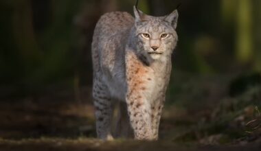 Northern Ireland young people wary of reintroduction of wolves and lynx to countryside, research finds – The Irish News