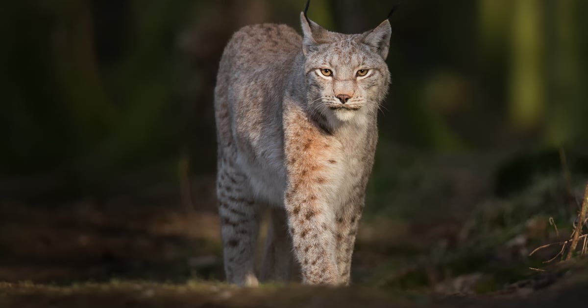 Northern Ireland young people wary of reintroduction of wolves and lynx to countryside, research finds – The Irish News