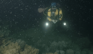 What it’s like to swim through the world’s largest sex act