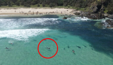 Swimmer defends controversial move during unprecedented shark frenzy off Aussie coast