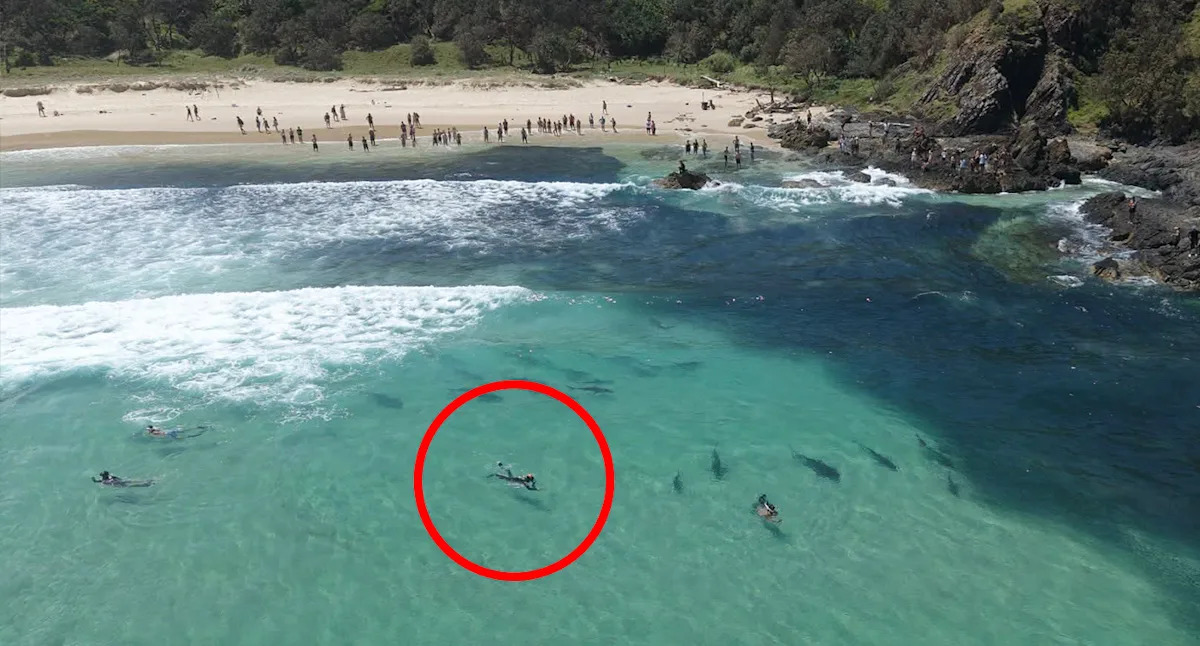 Swimmer defends controversial move during unprecedented shark frenzy off Aussie coast