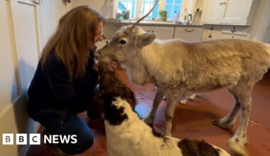 'Being in the house is normal' for Lars the reindeer