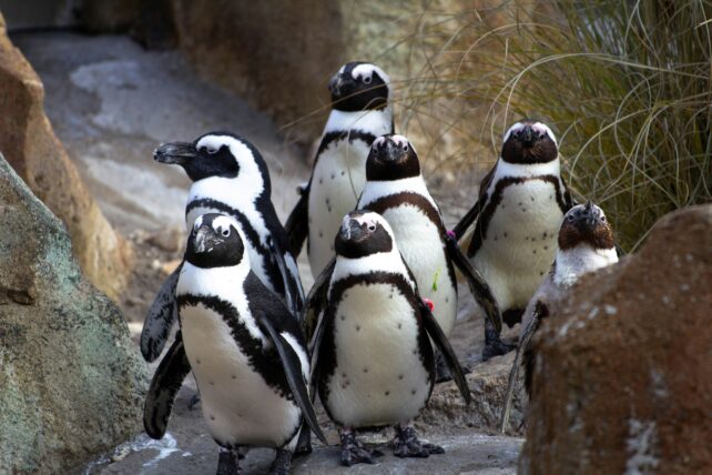Five African black and white penguins on land
