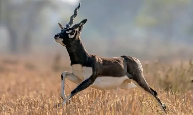 The blackbuck, a striking antelope with signature spiral horns, has made a remarkable resurgence in India's Barnawapara Wildlife Sanctuary.