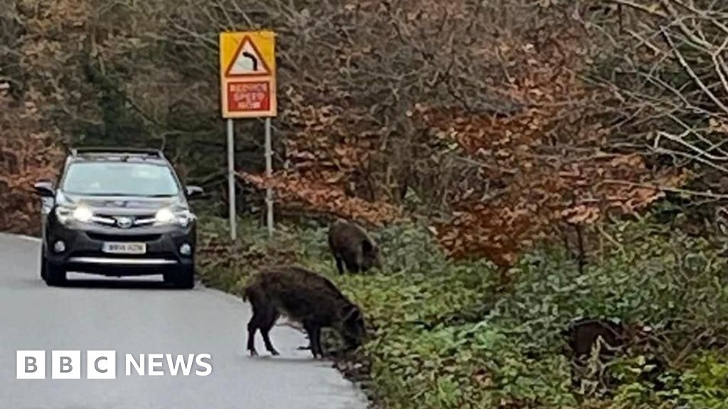Wild boars fighting in Petersfield road prompts police warning