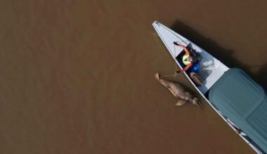 Amazon river dolphins found dead in waters warmer than a hot tub