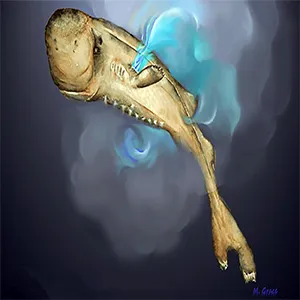 Pocket sharks have two small pockets (one on each side near the gills) that produce luminous fluid (shown in blue). Credit: Mark Grace/NOAA