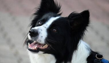 Animal charity warns dog owners their pets 'naturally resent' wearing clothes and jewellery