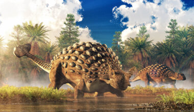 Dinosaur fossils show that some species were armored at birth