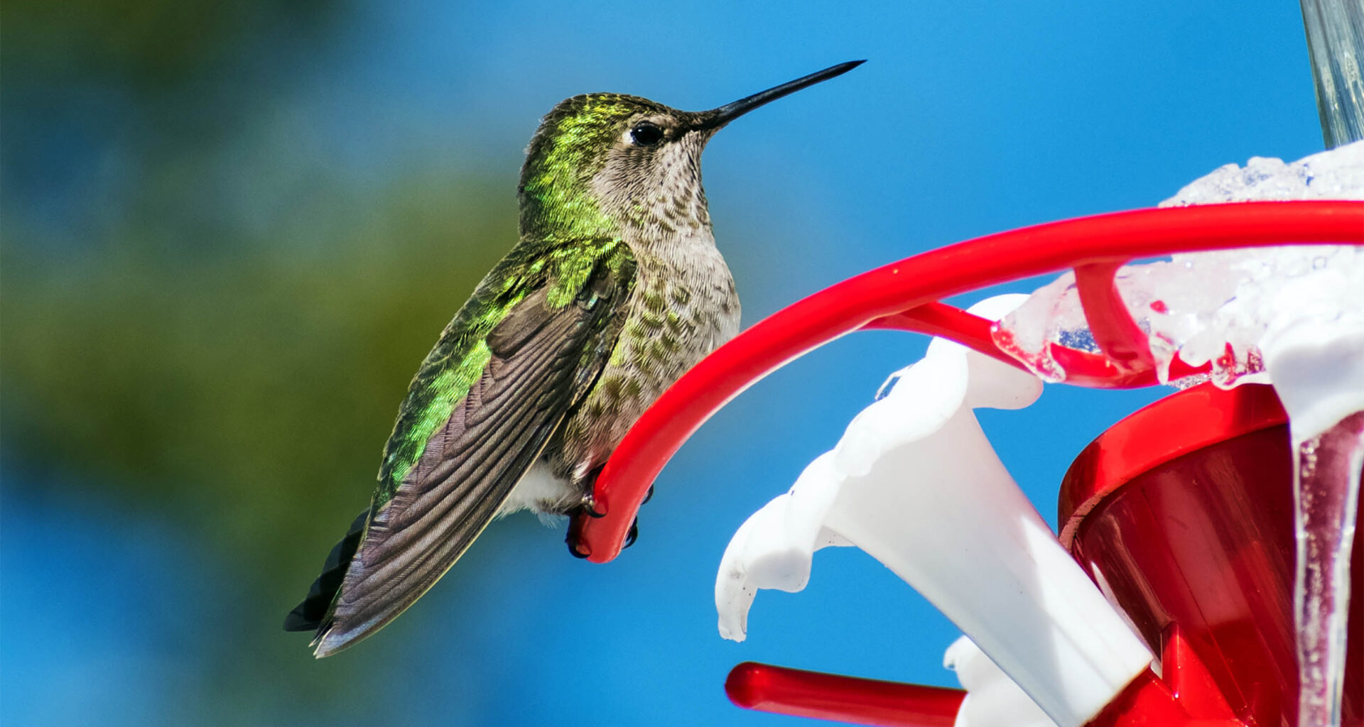 Hummingbirds are evolving in real-time thanks to humans