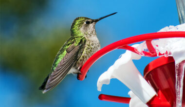 Hummingbirds are evolving in real-time thanks to humans