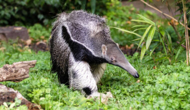 Scientist: "Things keep evolving into anteaters, somehow"