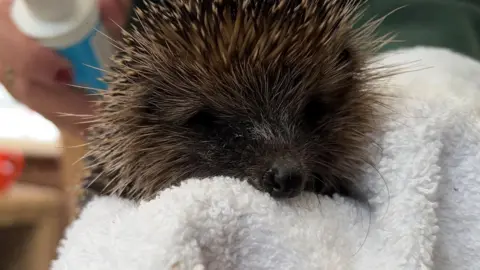 A hedgehog sits in a white towel held by Joan Lockley. The hedgehog's brown nose is visible and its dark eyes are obscured by dark fur. It has spikes of dark and light brown over tis back