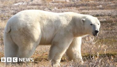 Polar bear DNA could be adapting to warmer climates, UEA study