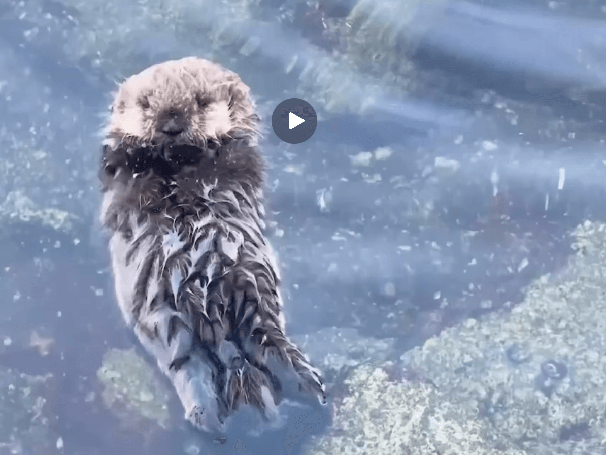 Watch this adorable baby sea otter learning to float on its own. What happened next is heartbreaking...