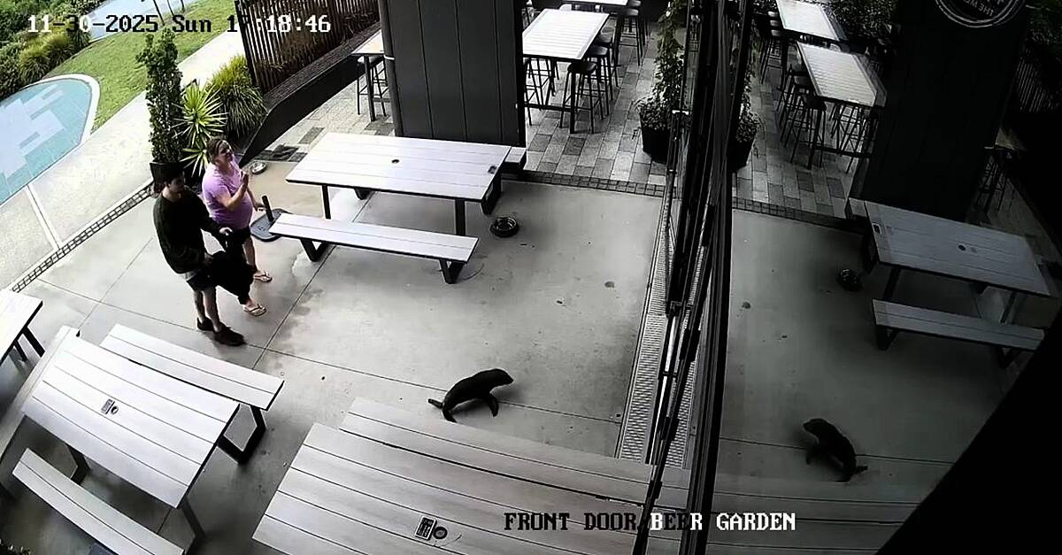 Baby seal waddles into bar in New Zealand