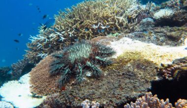 Protecting fish on the Great Barrier Reef prevents starfish outbreaks