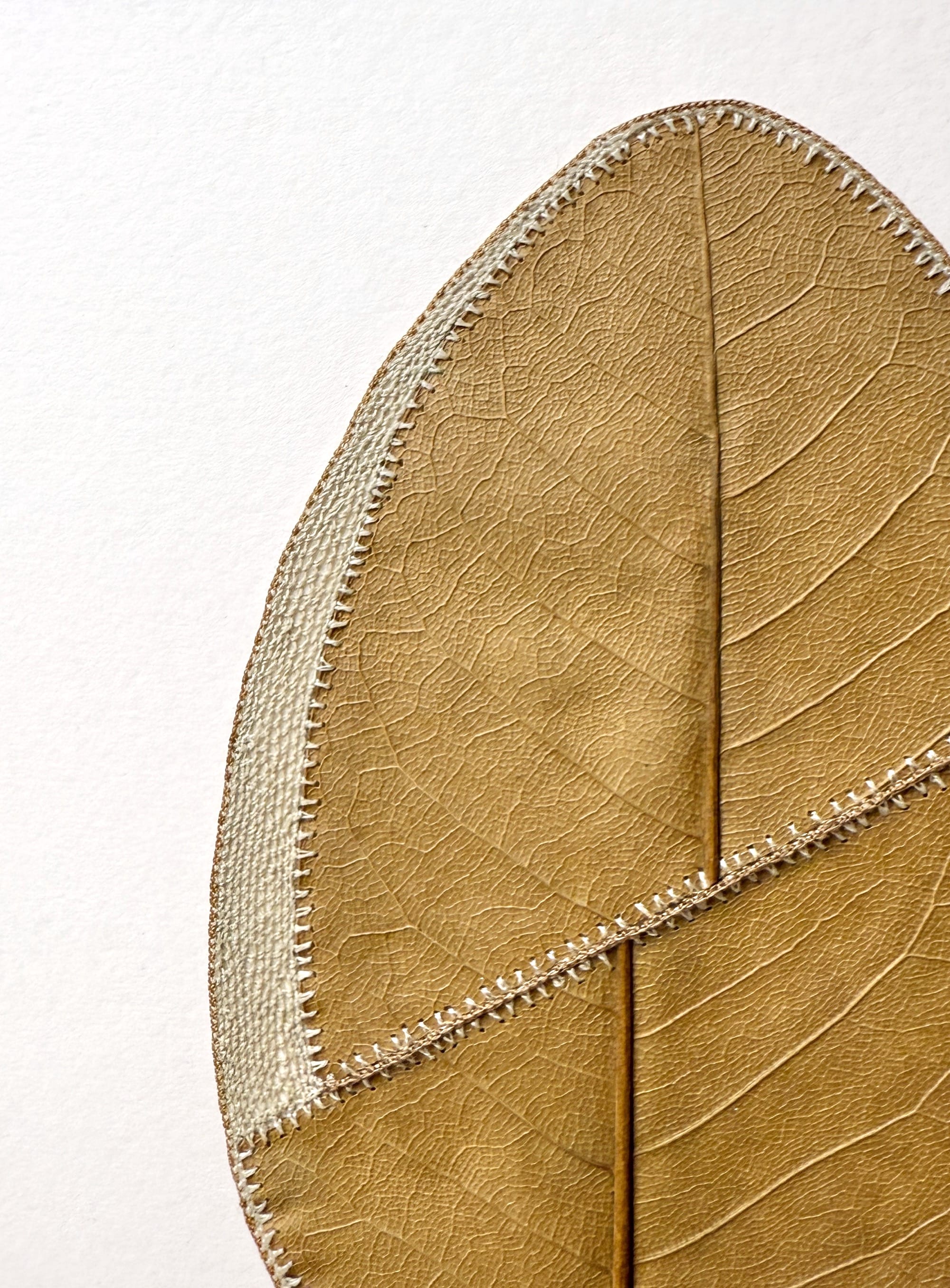 A detail of a composition by Susanna Bauer of a magnolia leaf that has been stitched with very fine cotton thread around the edges