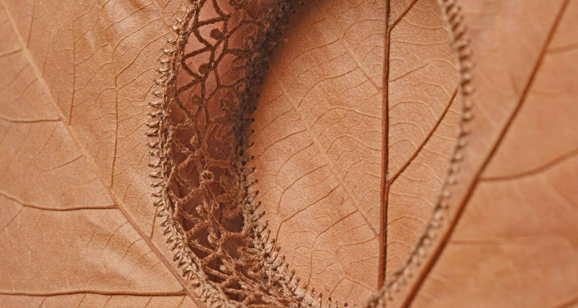 A detail of a composition by Susanna Bauer of two plane tree leaves stitched layered on top of one another and stitched together