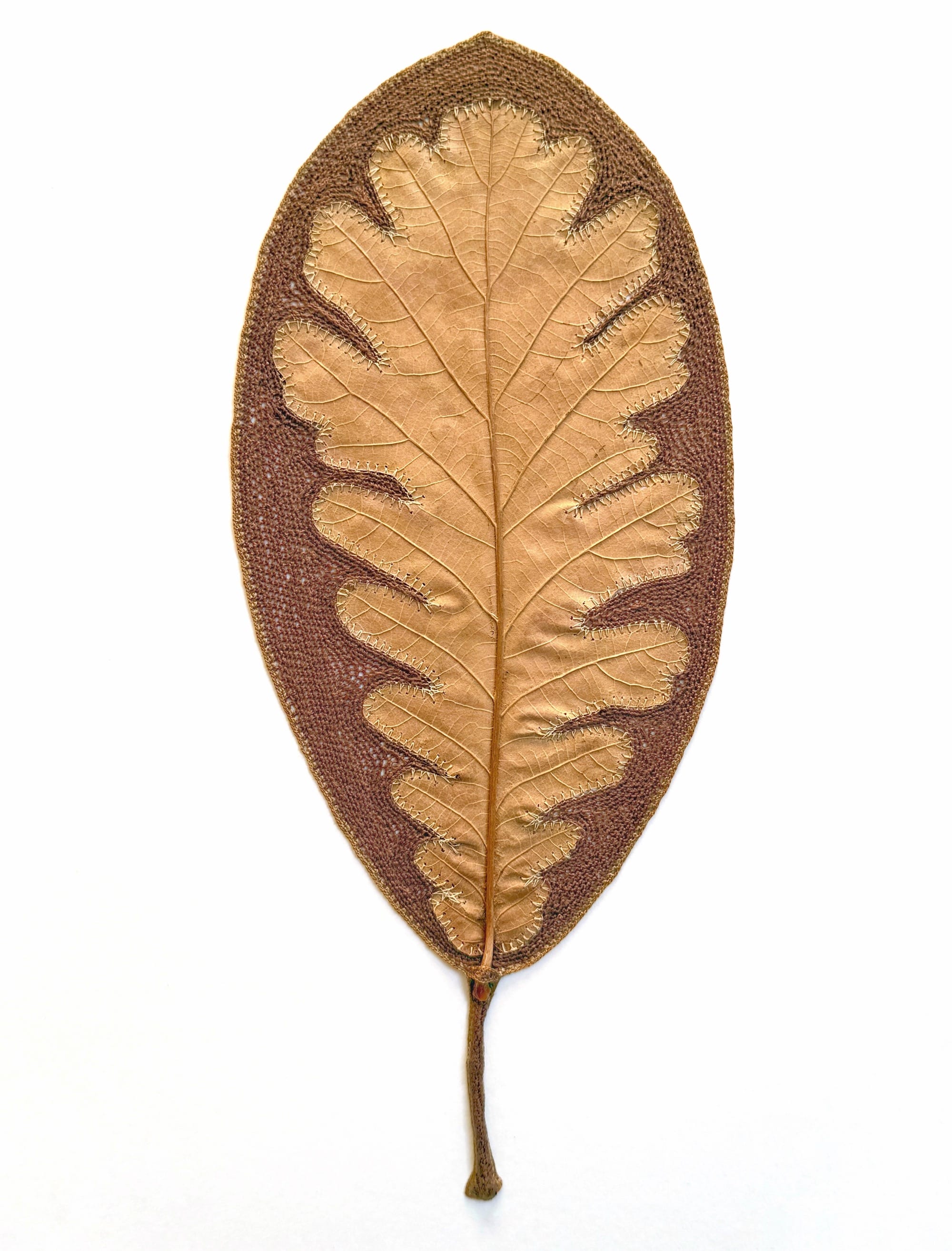 A detail of a composition by Susanna Bauer of an oak leaf that has been stitched around the edges in a darker color thread