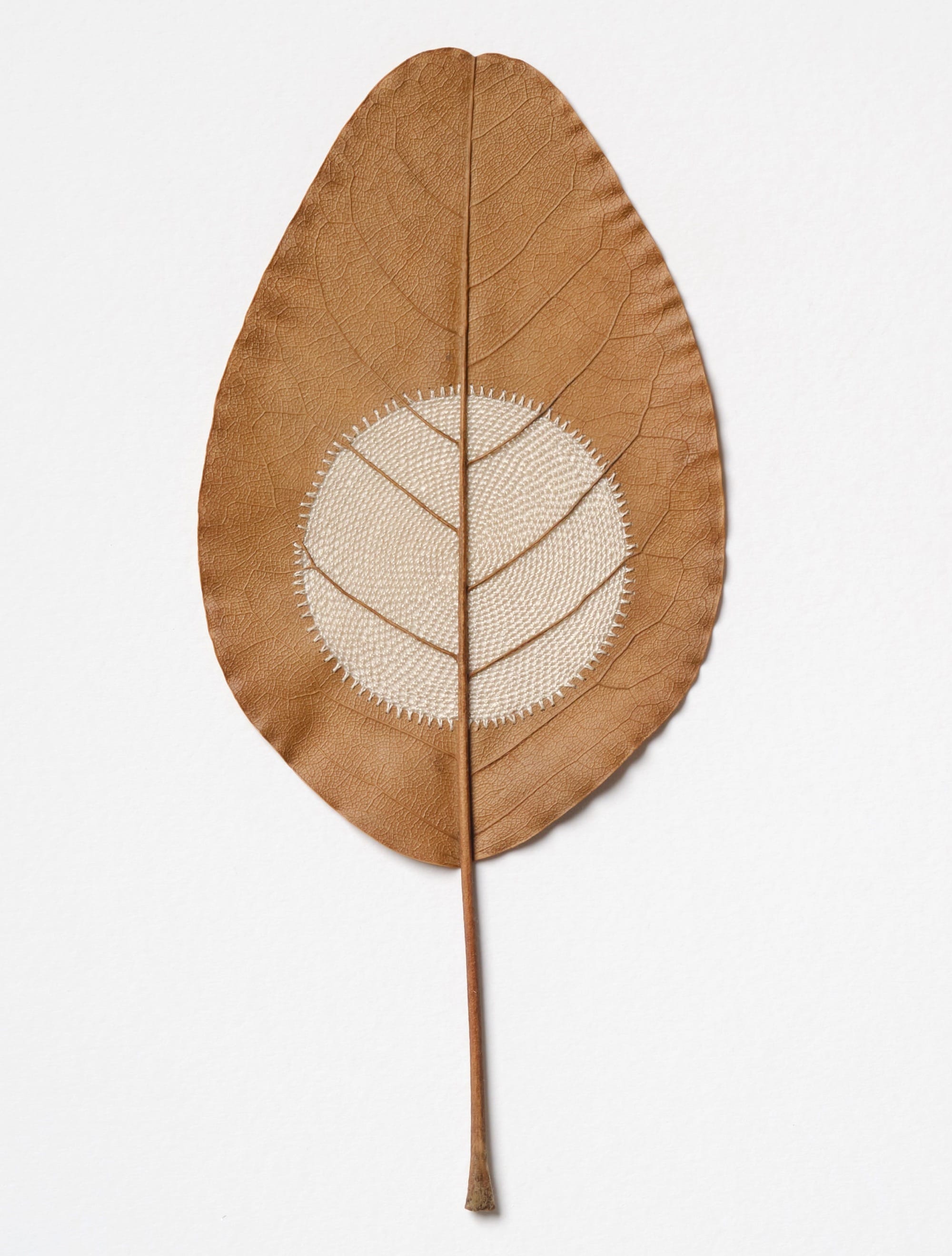 A detail of a composition by Susanna Bauer of a magnolia leaf with a circular void in the middle that has been stitched with lace