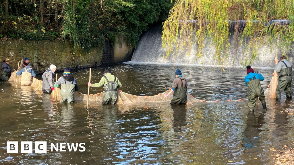 Salmon functionally extinct in Devon river due to weir, says charity